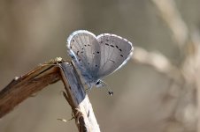 Holly Blue lt 1.jpg