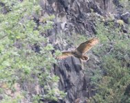 Eagle Owl flight.JPG