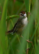 160608041 Nara Ponds.jpg