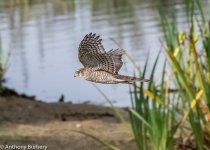 Sparrowhawk-1557.jpg