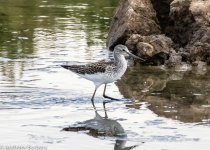 Greenshank-1611.jpg