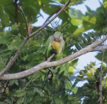 Monk Parakeet.jpg