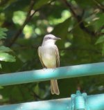 Gray Kingbird.jpg