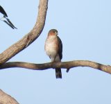 Sharp-shinned Hawk.jpg