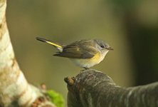 American Redstart (reduced).jpg