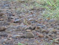 Grasshopper Sparrow.jpg