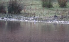 Wilson's Phalarope 1.JPG