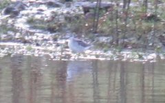 Wilson's Phalarope 3.JPG