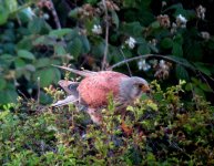 Male Kestrel.jpg