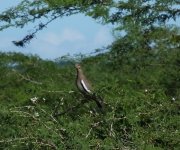 White-winged Dove.jpg