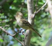 Caribbean Elaenia.jpg