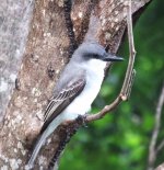 Gray Kingbird?.jpg