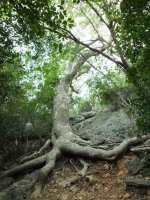 Guayacan tree.jpg