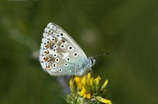 Chalkhill Blue lt 1.jpg