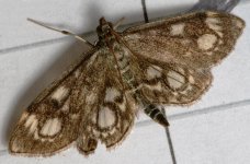 Moth-2883.jpg