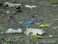 Red-legged Thrush.jpg