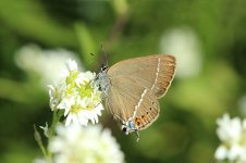 Bluespot Hairstreak lt 1.jpg