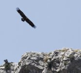 vulture cliff 3.jpg