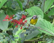 Bananaquit.jpg