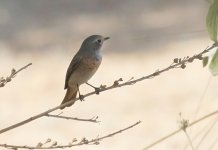 redstart mortix 1.jpg