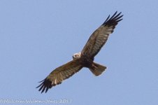 Buzzard, 21st June 2017 -7631.JPG