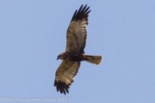 Buzzard, 21st June 2017 -7634.JPG