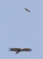 vulture and ef 1.jpg