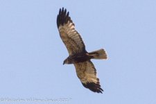 Buzzard, 21st June 2017 -7636.JPG