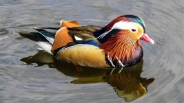 Mandarin Duck 02.jpg