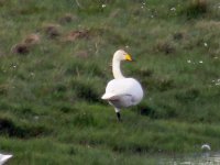 Whooper Swan 2.jpg