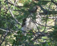 2017 6 June 22 Cooper's Hawk Zimmerman Park (1)a.JPG