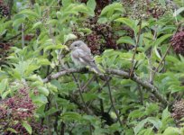 woodchat juv 3.JPG