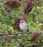 Woodchat juv.jpg