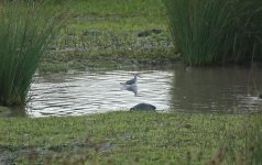 Wilson's Phalarope 01.jpg