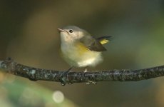 American Redstart BB.jpg