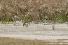 Long-toed with Little Stint (1).jpg