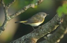 American Redstart BC.jpg