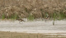 Long-toed with Little Stint (2).jpg