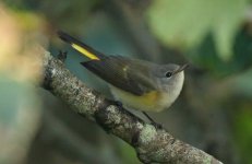 American Redstart BE.jpg