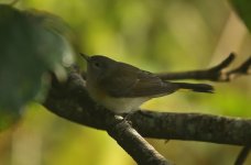 American Redstart BG.jpg