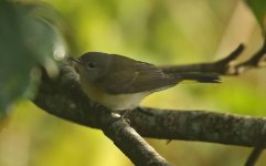 American Redstart BH.jpg