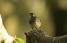 American Redstart BK.jpg