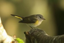 American Redstart BO.jpg