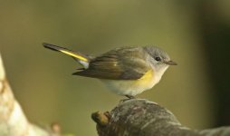 American Redstart BP.jpg