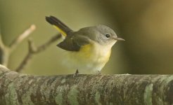 American Redstart BQ.jpg