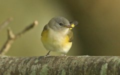 American Redstart BS.jpg