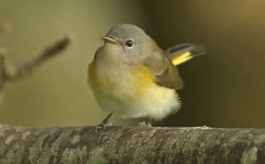 American Redstart BU.jpg