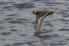 20150602 (12)_Grey_Phalarope.JPG