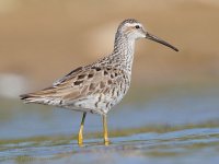 440px-Stilt_Sandpiper_by_Dan_Pancamo.jpg