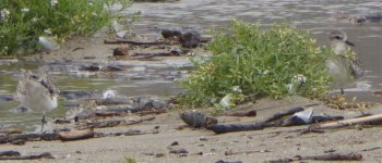 Black-bellied Plovers (2).jpg